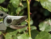 Pflanzenpflege Pflege von Neupflanzen